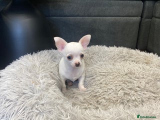 Chihuahua dogs - Advert 4