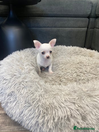 Chihuahua dogs - Advert 4