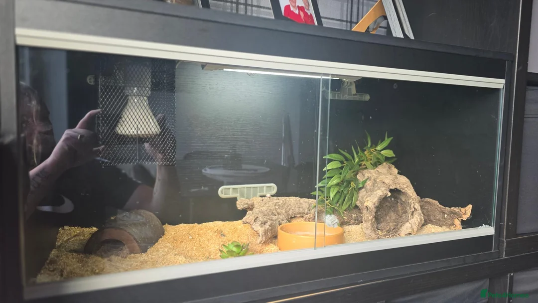Corn Snake reptiles for sale: Peppermint Corn Snake set up - Advert 4