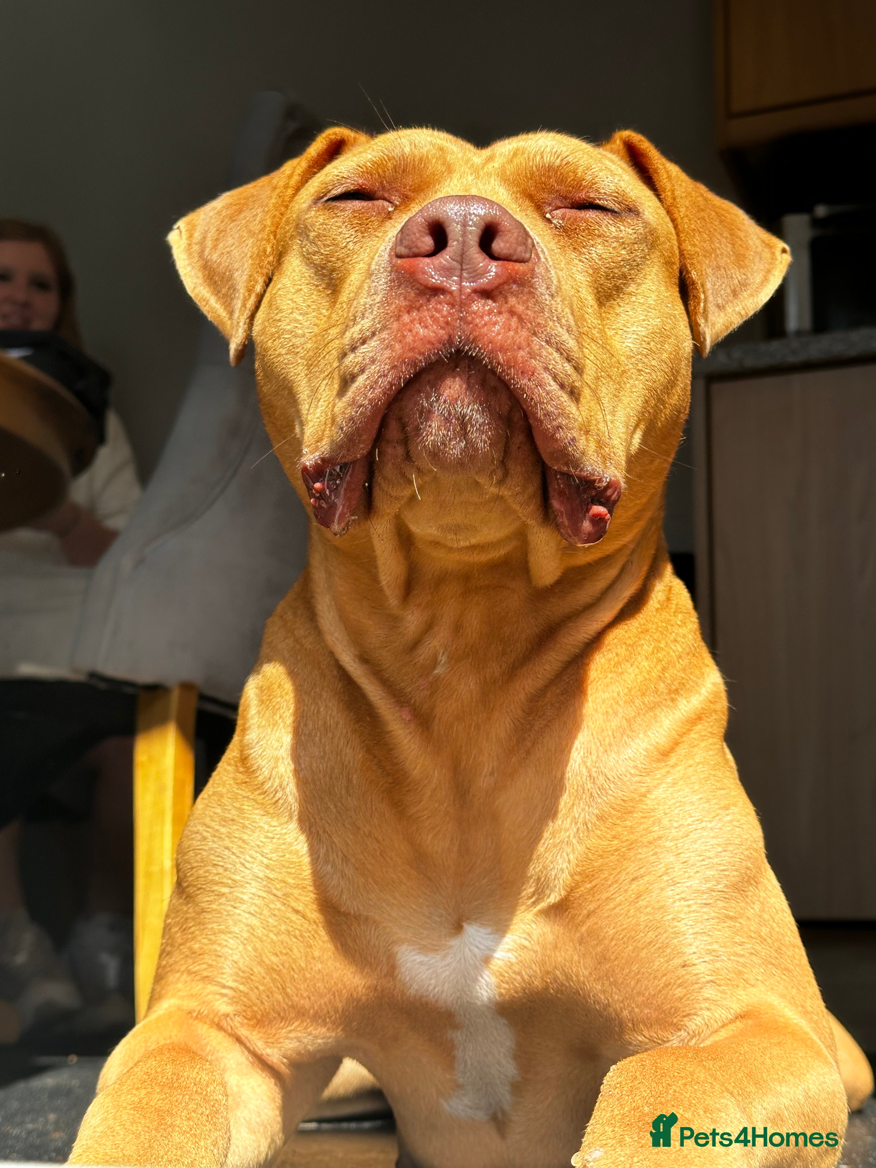 Mixed Breed dogs Staff X Sharpei puppies  - Advert 1