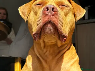 Mixed Breed dogs Staff X Sharpei puppies - Advert 1