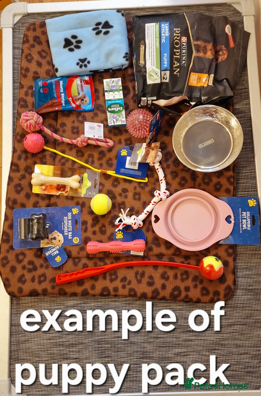 White Swiss Shepherd dogs for sale: KC Reg long-coat White Swiss Sheperd pups for sale - Image 9