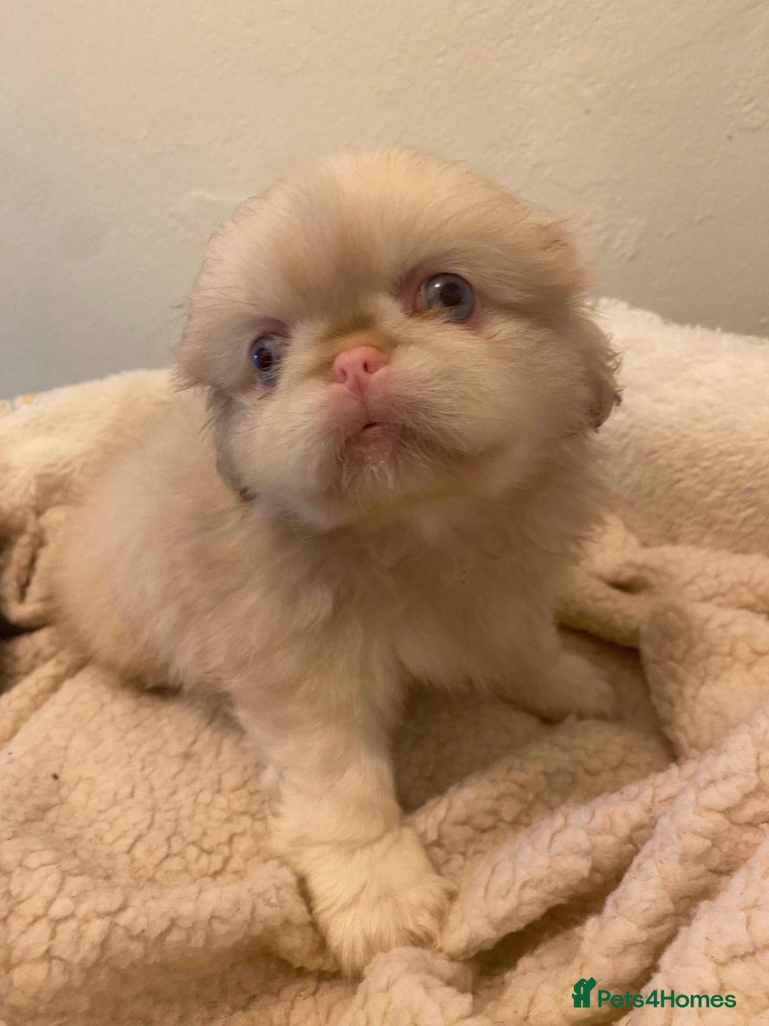 Pekingese dogs for sale: Pink Pekingese puppies  - Advert 15