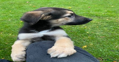 German Shepherd dogs - Advert 4