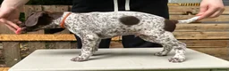 German Shorthaired Pointer dogs for sale: KC Reg GSP Pups (5 LEFT!) - Advert 12