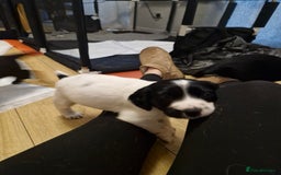 Sprocker dogs for sale: Beautiful sprocker pups - Image 2