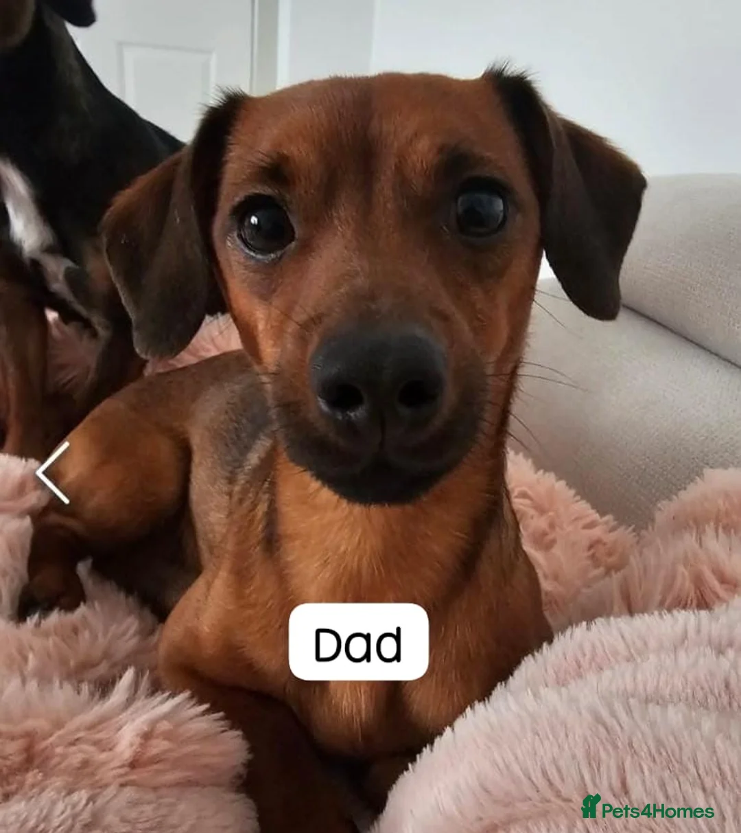 Chiweenie dogs for sale: Chiweenie  - Advert 2