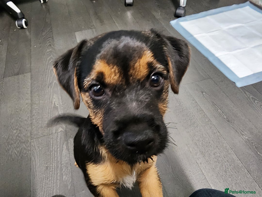 Border Terrier dogs for sale: Border terrier x  - Image 2