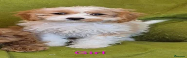 Cavapoo 5