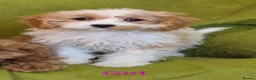 Cavapoo dogs for sale: Beautiful Cavapoo Puppies  - Advert 9