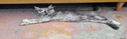 Maine Coon cats for sale: Ready to leave now TICA maine coon female - Advert 3
