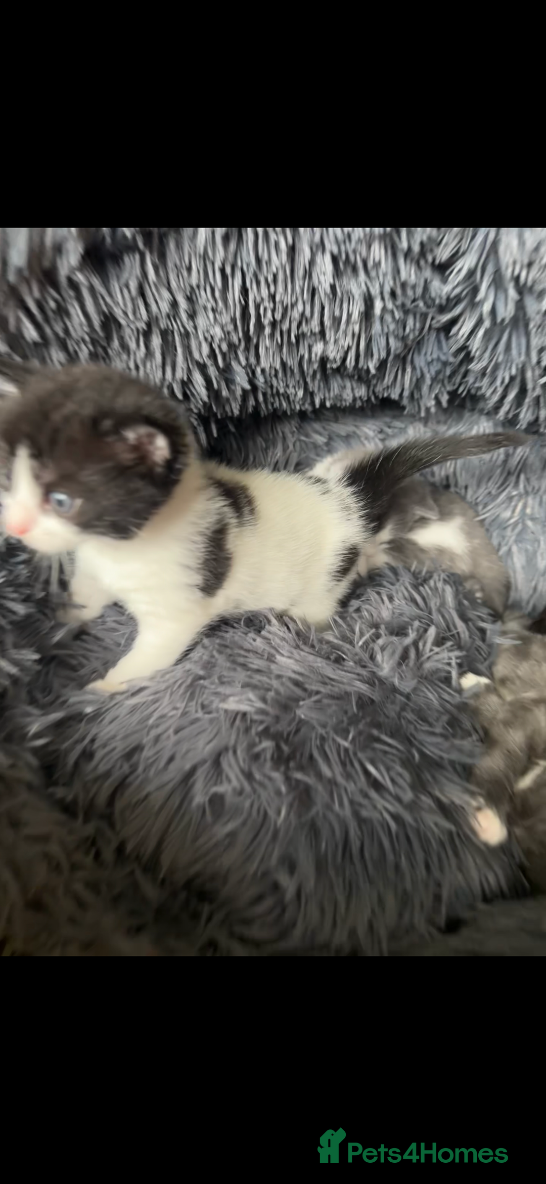 European cats for sale: 3 beautiful kittens left  - Image 2