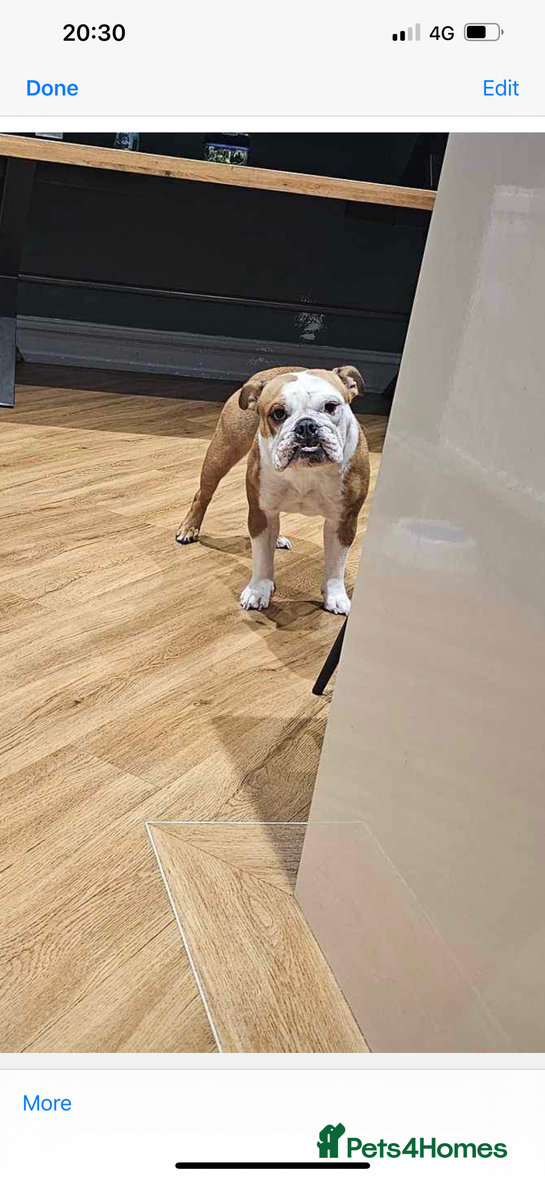 English Bulldog dogs for sale: Winnie English bulldog - Image 5