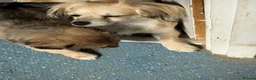Chihuahua dogs for sale: 4 month old chihuahua in Leeds - Advert 1