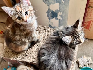 Mixed Breed cats Amiable mixed breed kittens - Advert 16