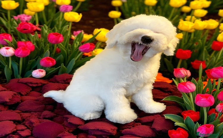 Australian Labradoodle dogs - Advert 7