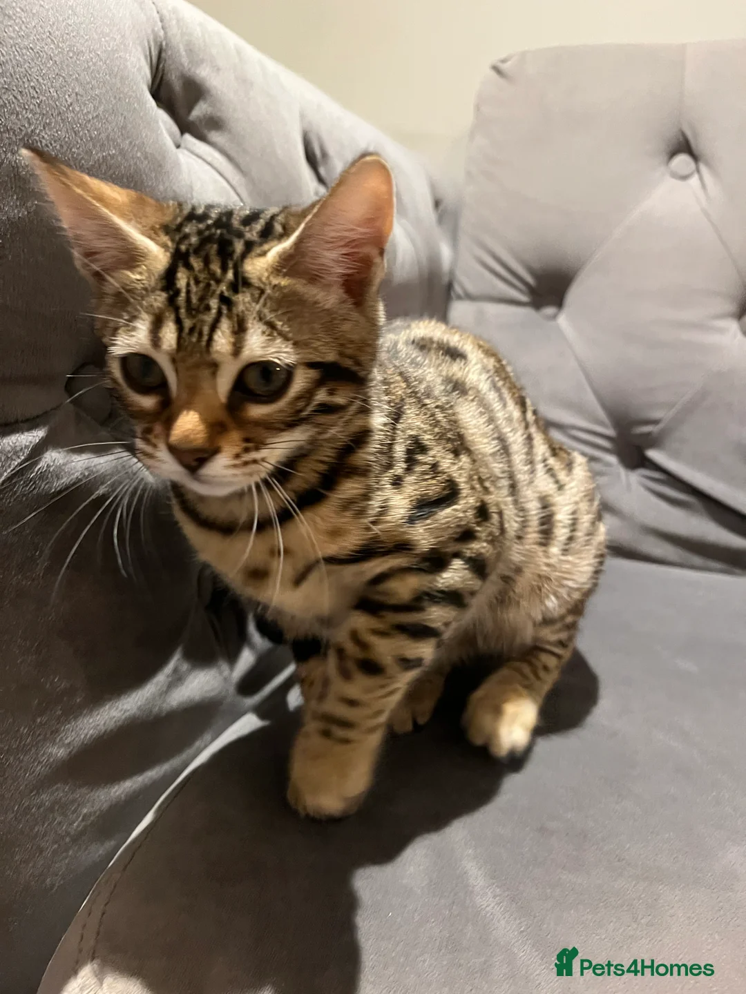 Bengal cats for sale: 13 week old beautiful Bengal girls  in Gloucester - Advert 2