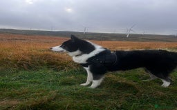 Mixed Breed dogs for sale: Meet Blu our beautiful husky/samoyed. 1 year old - Image 10