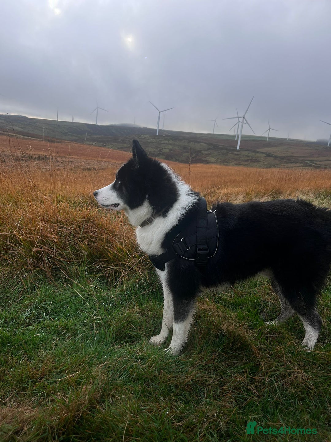 Mixed Breed dogs for sale: Meet Blu our beautiful husky/samoyed. 1 year old - Image 10