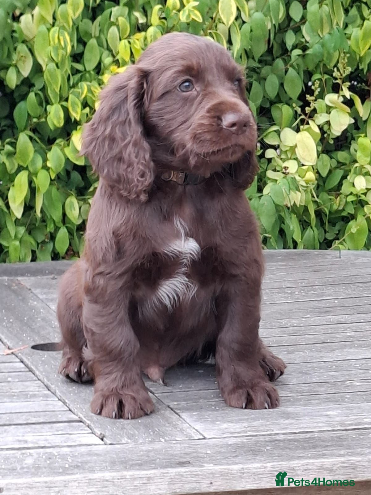 Sprocker dogs Sprocker puppies - Advert 5