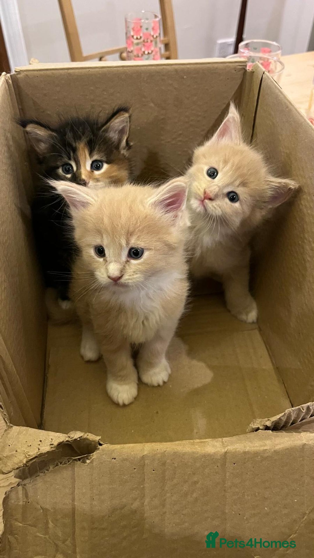Maine Coon cats for sale: Pedigree Maine Coon Kittens - Advert 8