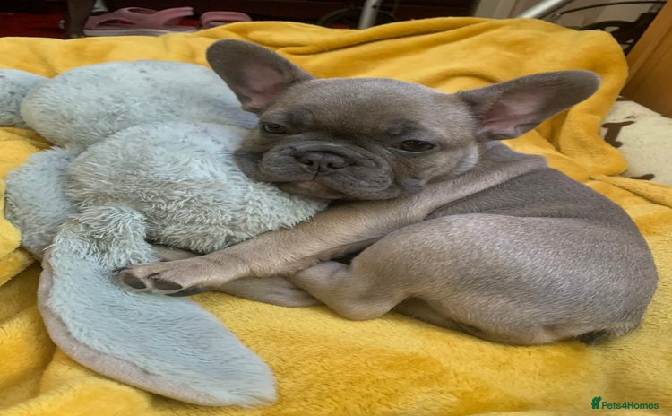 French Bulldog dogs - Advert 1