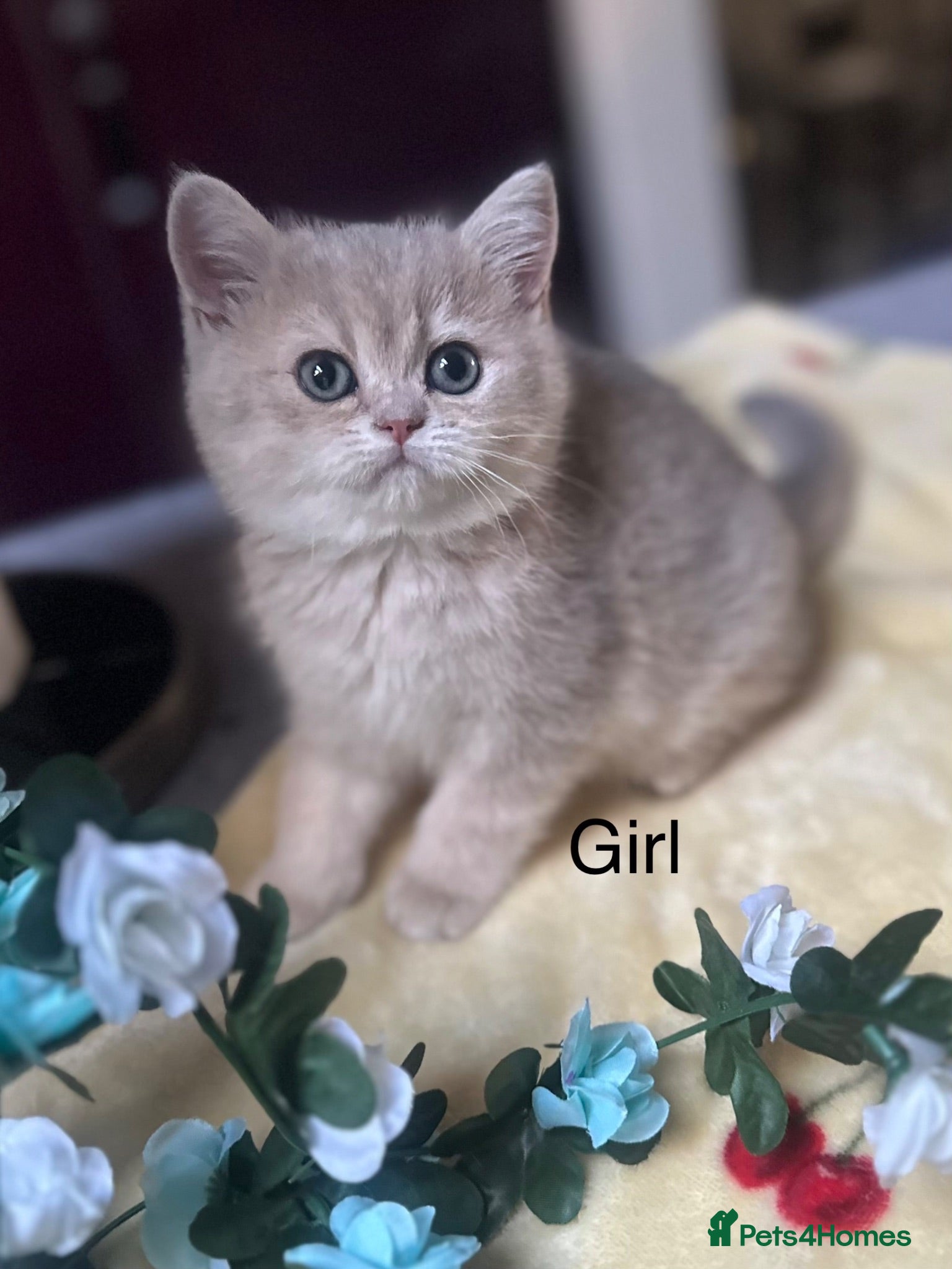 British Shorthair cats Gorgeous golden blue fur babies 😻 - Advert 2