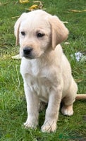 Labrador Retriever dogs - Advert 1