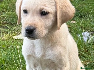 Labrador Retriever dogs - Advert 15