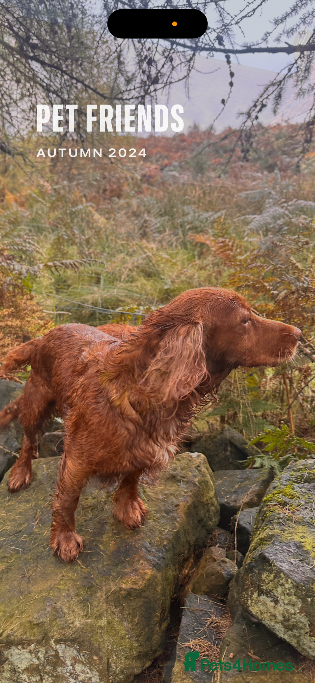 Cocker Spaniel dogs for sale: Working cocker spaniel puppies - Image 2