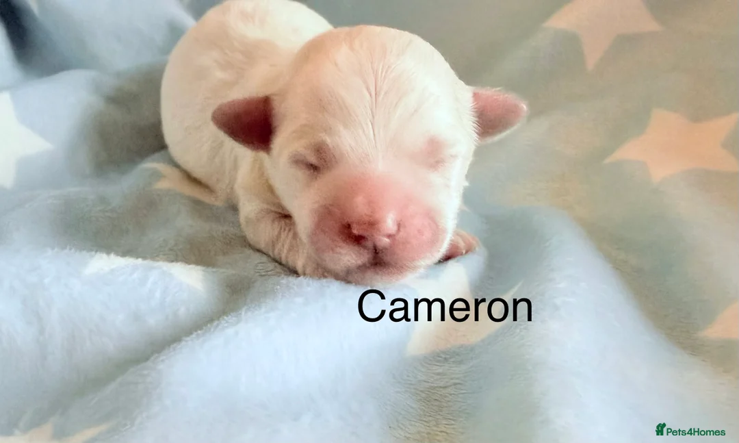 Coton De Tulear dogs for sale: KC reg Coton de Tulear parents DNA health tested  - Advert 31