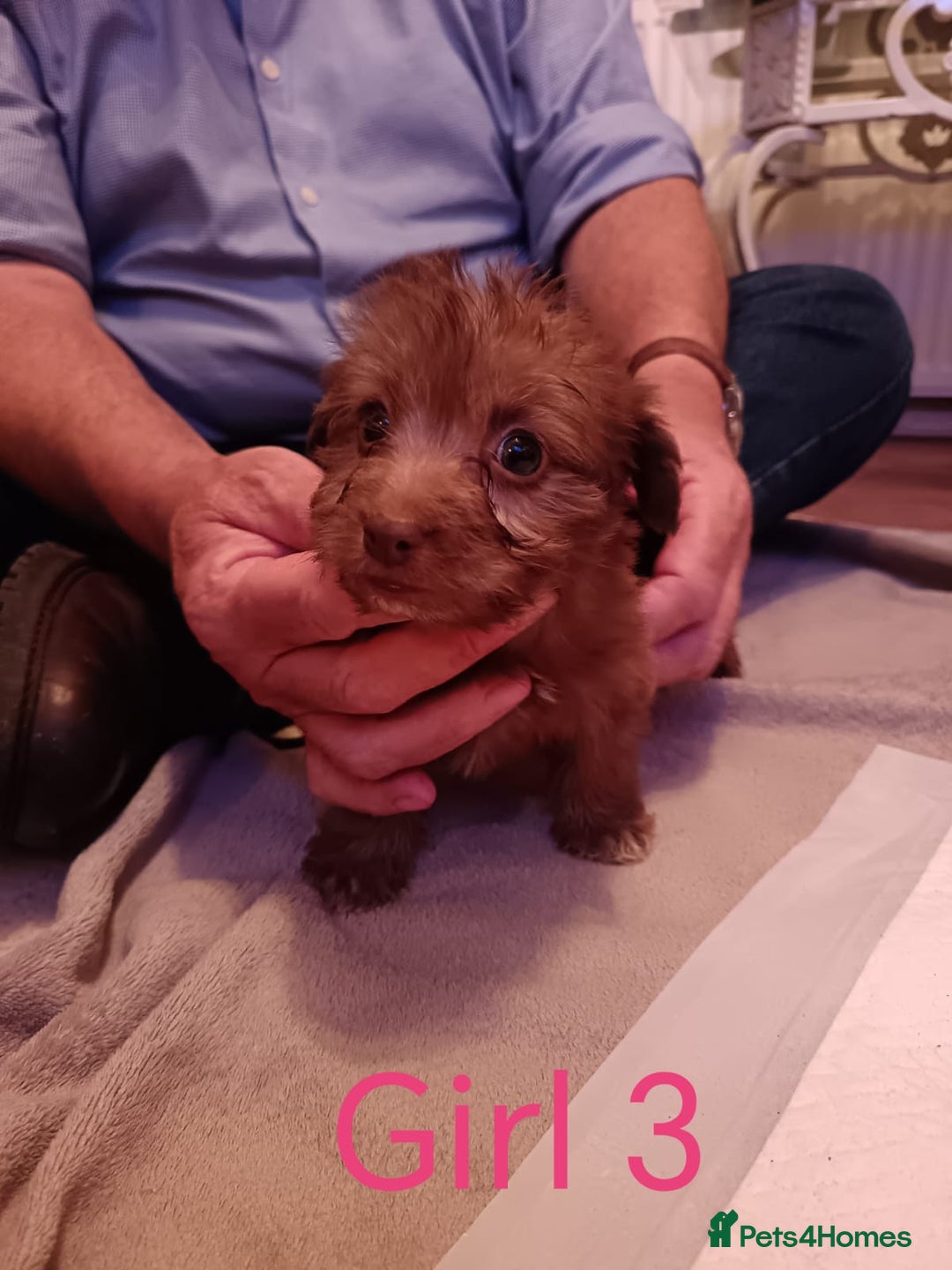 Norfolk Terrier dogs for sale: Norfolk Terrier Puppies - Advert 9