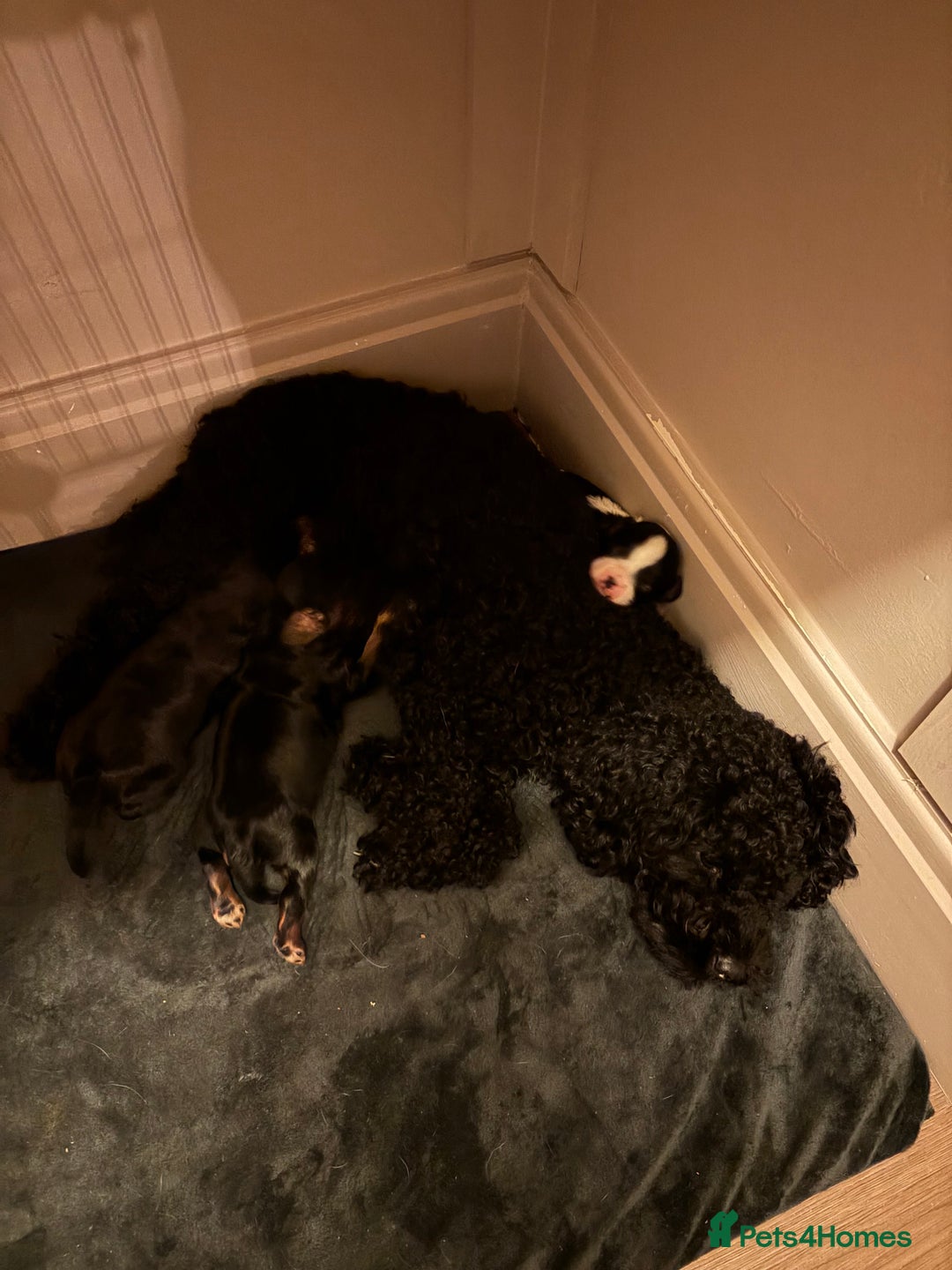 Cavapoo dogs for sale: Cavapoo (Cavalier Backcross) Puppies - Image 23