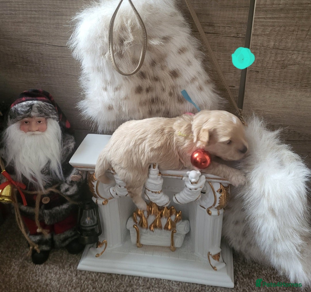 Maltipoo dogs for sale: Toy maltipoo puppies  - Advert 24