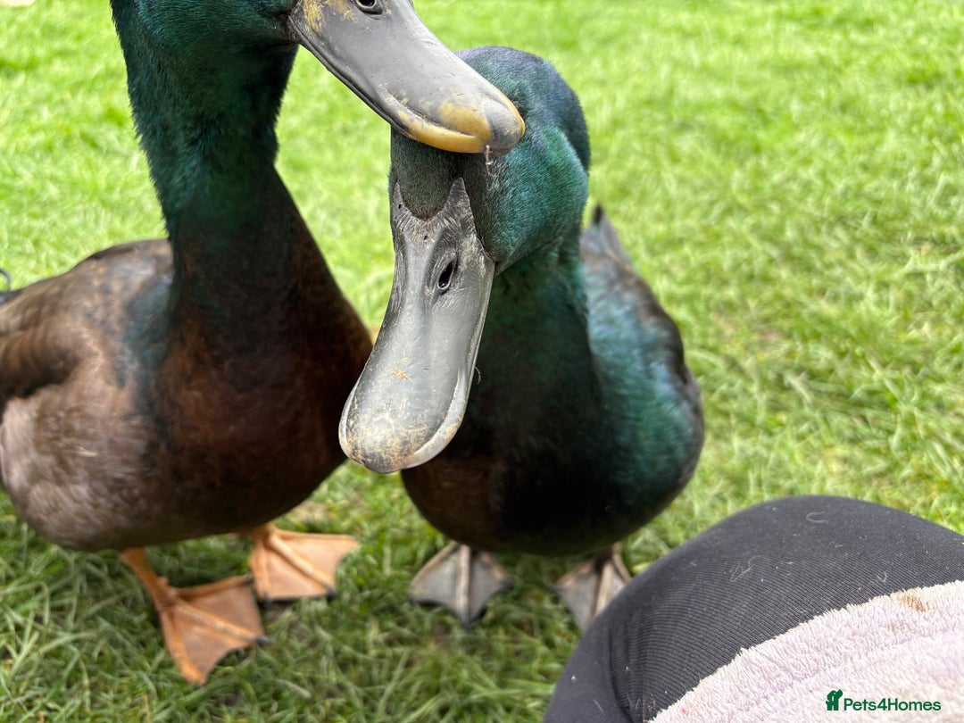 Ducks poultry for sale: Cayuga Ducks Male x 4  - Advert 5