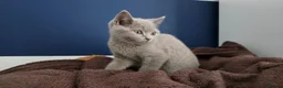 British Shorthair cats for sale: Pedegree Lilac gorgeous BSH short hair - Advert 8