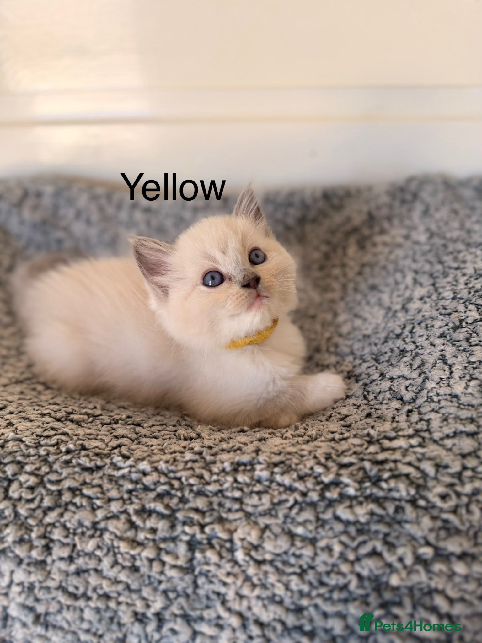 Ragdoll cats Ready Now -Purebred blue point ragdolls - Advert 2