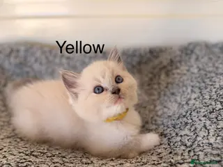 Ragdoll cats Ready Now -Purebred blue point ragdolls - Advert 5
