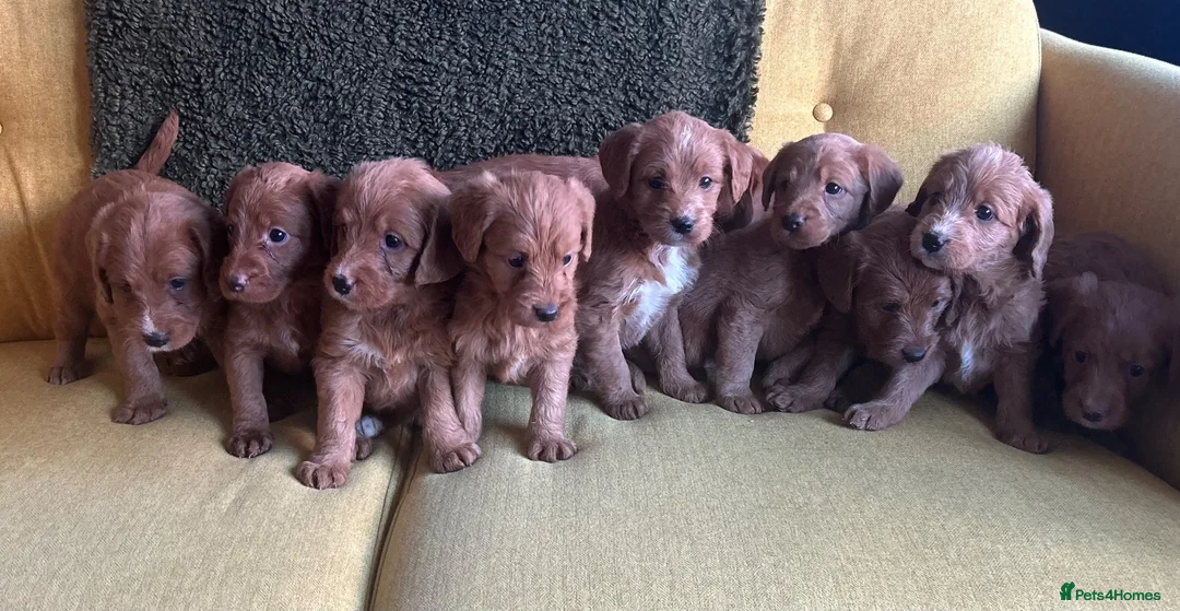 Labradoodle dogs for sale: Health tested F1 Labradoodle Puppies in Harrogate - Advert 1