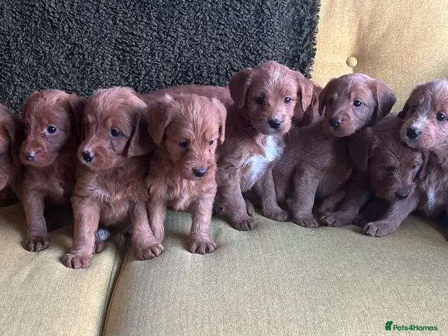 Labradoodle dogs for sale: Health tested F1 Labradoodle Puppies - Advert 1