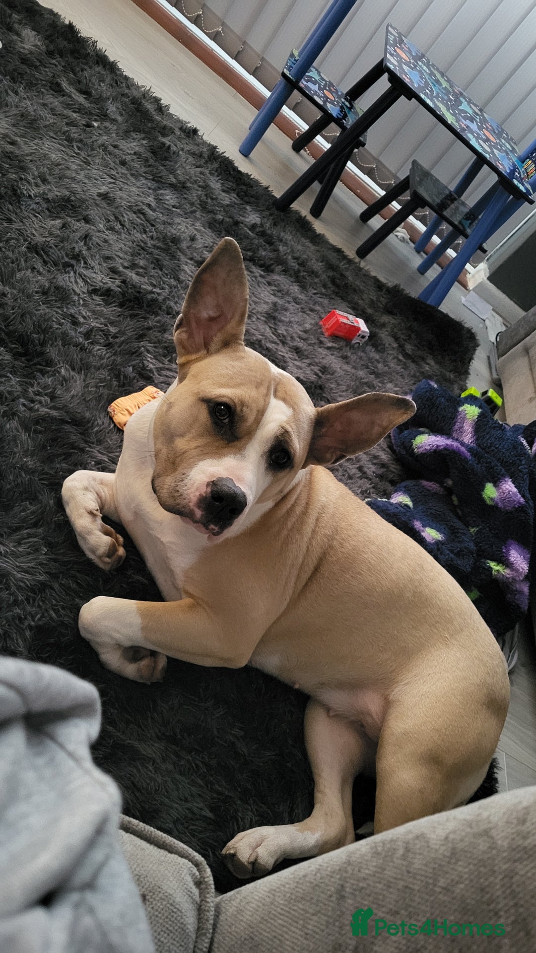 Mixed Breed dogs for sale: Beautiful American bulldog cross - Advert 3