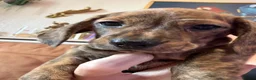 Miniature Dachshund dogs for sale: Ready now litter of brindle miniature Dachshunds - Advert 16