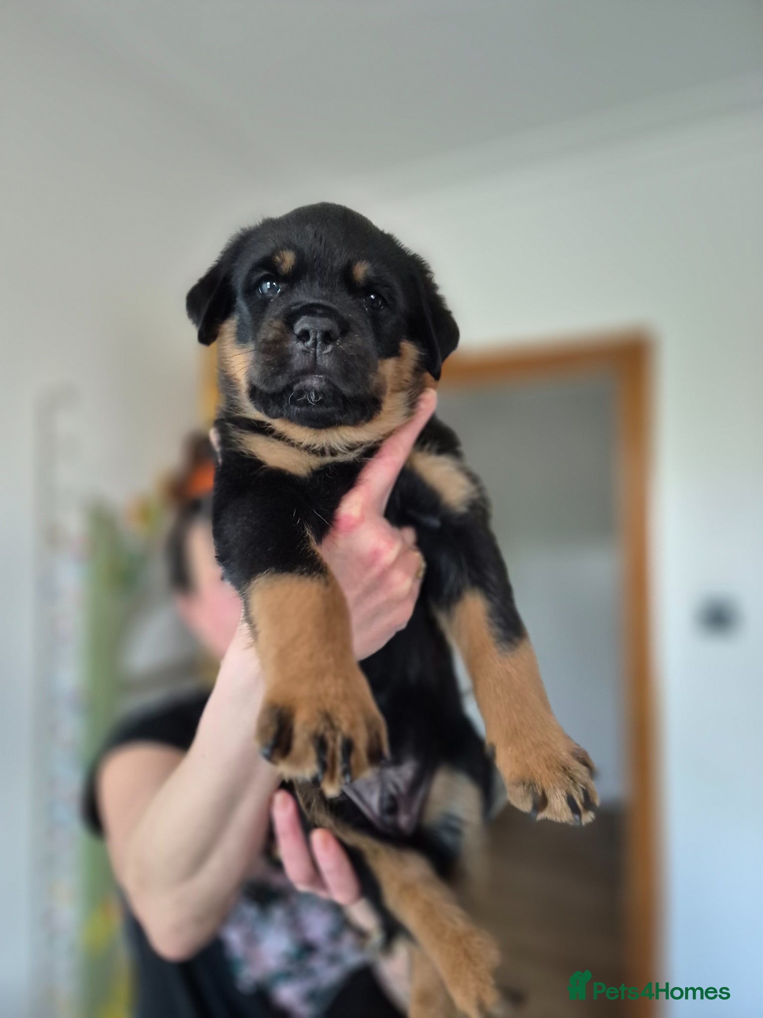 Rottweiler dogs for sale: ROTTWEILER PUPPIES FOR SALE  - Advert 1