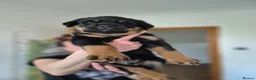 Rottweiler dogs for sale: ROTTWEILER PUPPIES FOR SALE  - Advert 1