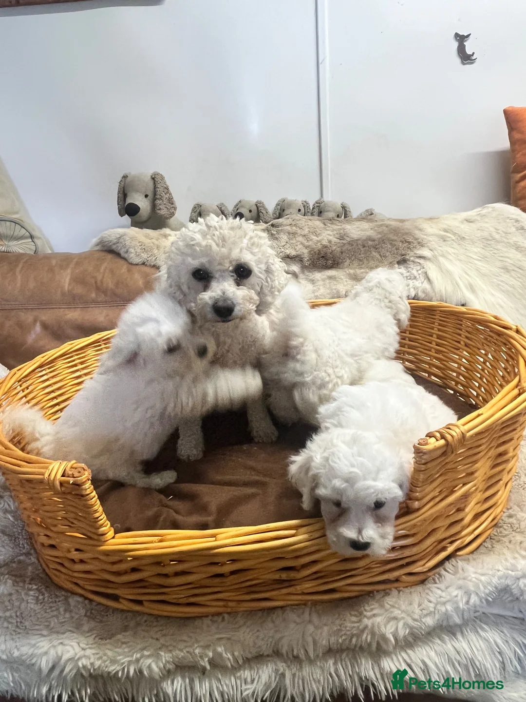 Bichon Frise dogs for sale: Super Cute Puppies - Advert 11