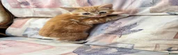 Mixed Breed cats for sale: Ginger-Tabby-Tortoiseshell kittens - Advert 9