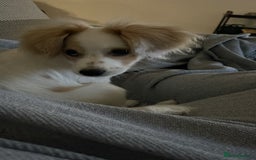 Mixed Breed dogs for sale: 4 month old female Cockerspaniel x Pom puppy - Image 5