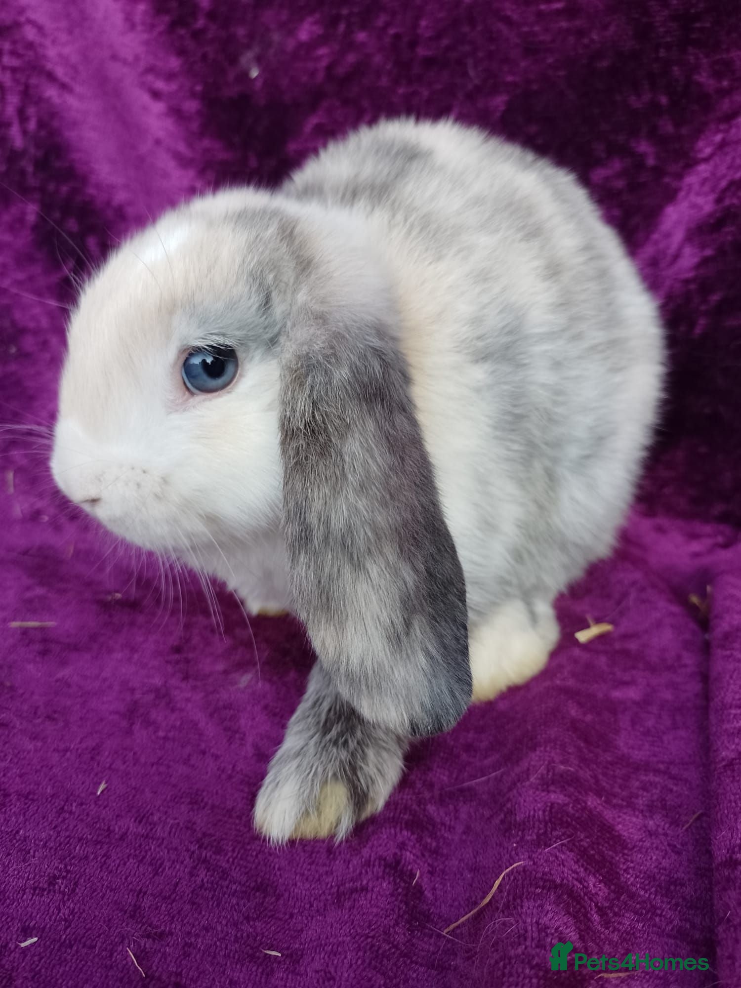 Mini Lion Lop rabbits Mini lion head lop  - Advert 2