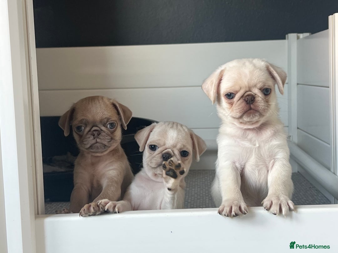 Pug dogs for sale: Pug puppies  - Advert 3