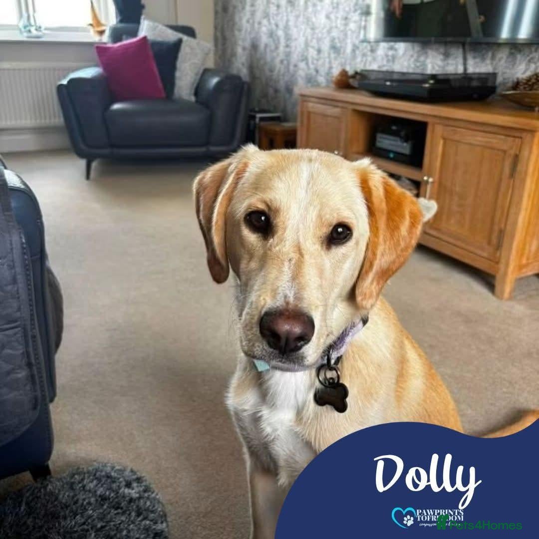 Mixed Breed dogs Meet Dolly, currently residing in Warwickshire  - Advert 1